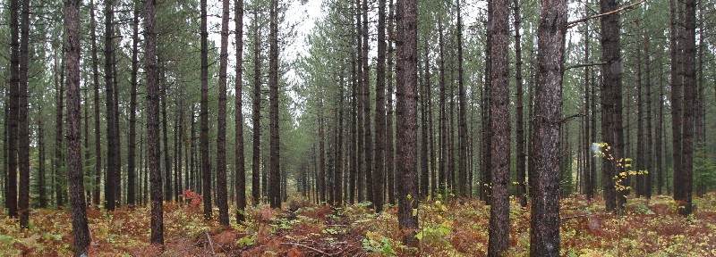 Minnesota Pine Timberland